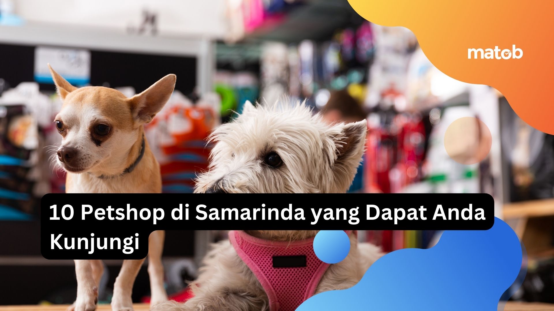 10 Petshop di Samarinda yang Dapat Anda Kunjungi