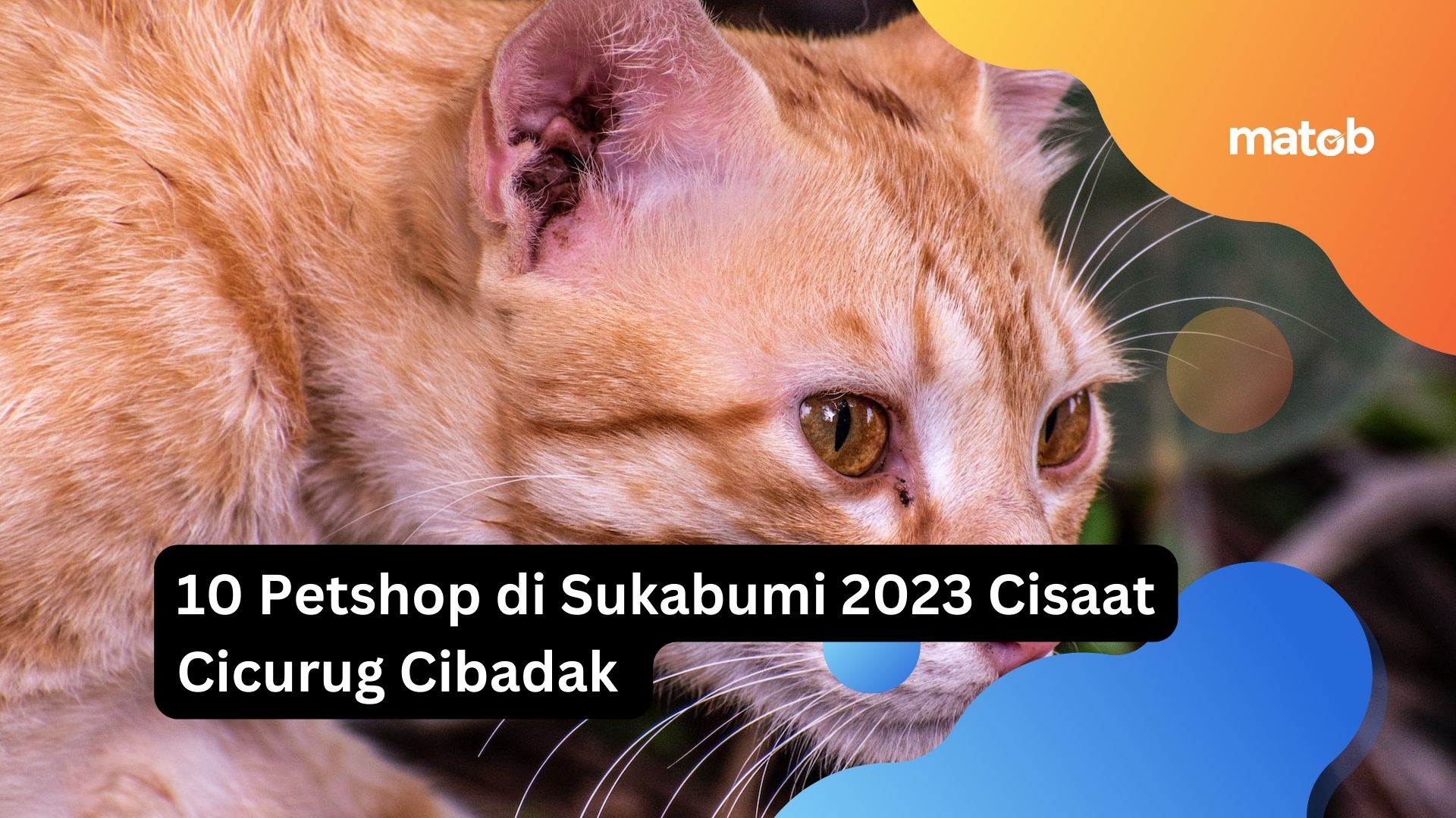 10 Petshop di Sukabumi 2023 Cisaat Cicurug Cibadak