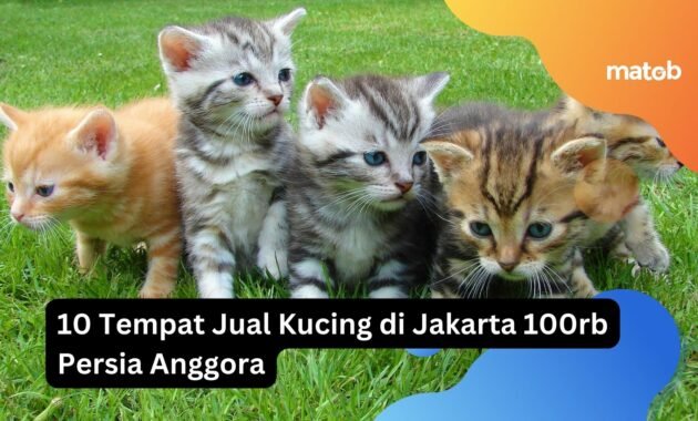 10 Tempat Jual Kucing di Jakarta 100rb Persia Anggora 10 10 Tempat Jual Kucing di Jakarta 100rb Persia Anggora