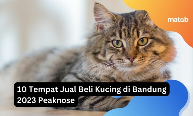 10 Tempat Jual Beli Kucing di Bandung 2023 Peaknose 25 tempat jual beli kucing di bandung