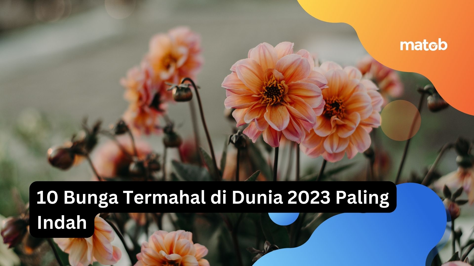 10 Bunga Termahal di Dunia 2023 Paling Indah