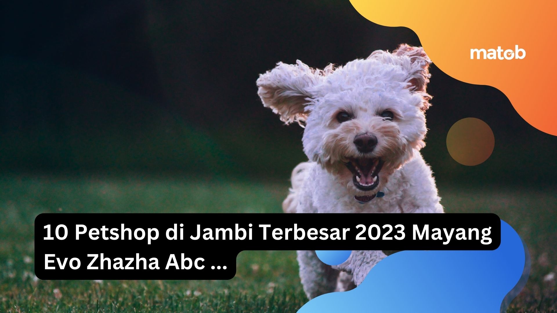 10 Petshop di Jambi Terbesar 2023 Mayang Evo Zhazha Abc