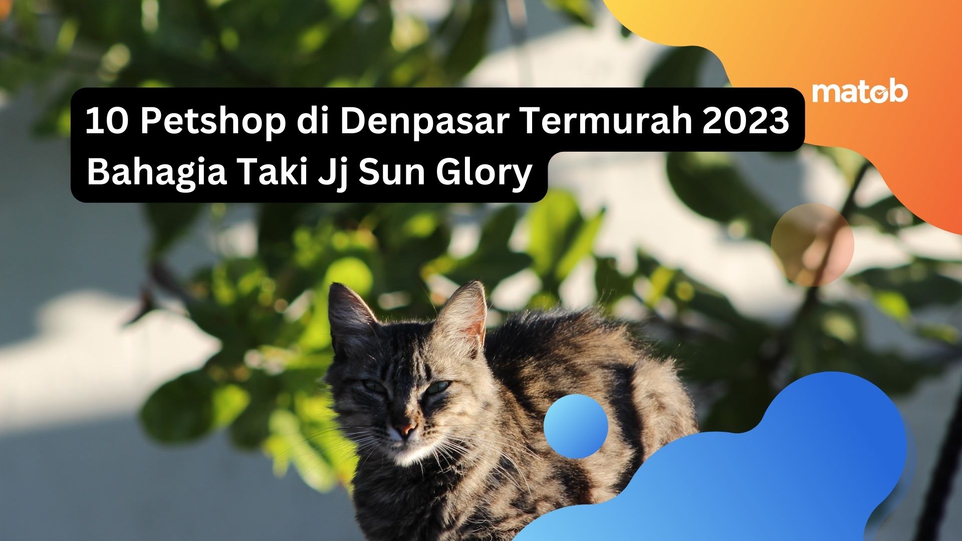 10 Petshop di Denpasar Termurah 2023 Bahagia Taki Jj Sun Glory