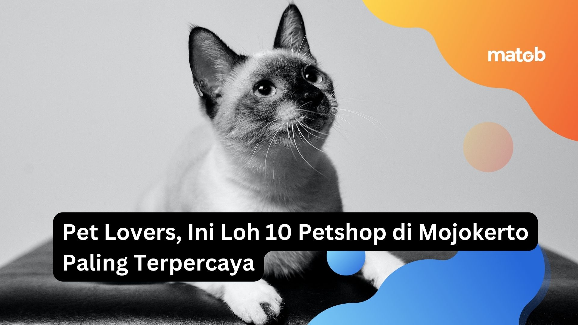 petshop di mojokerto