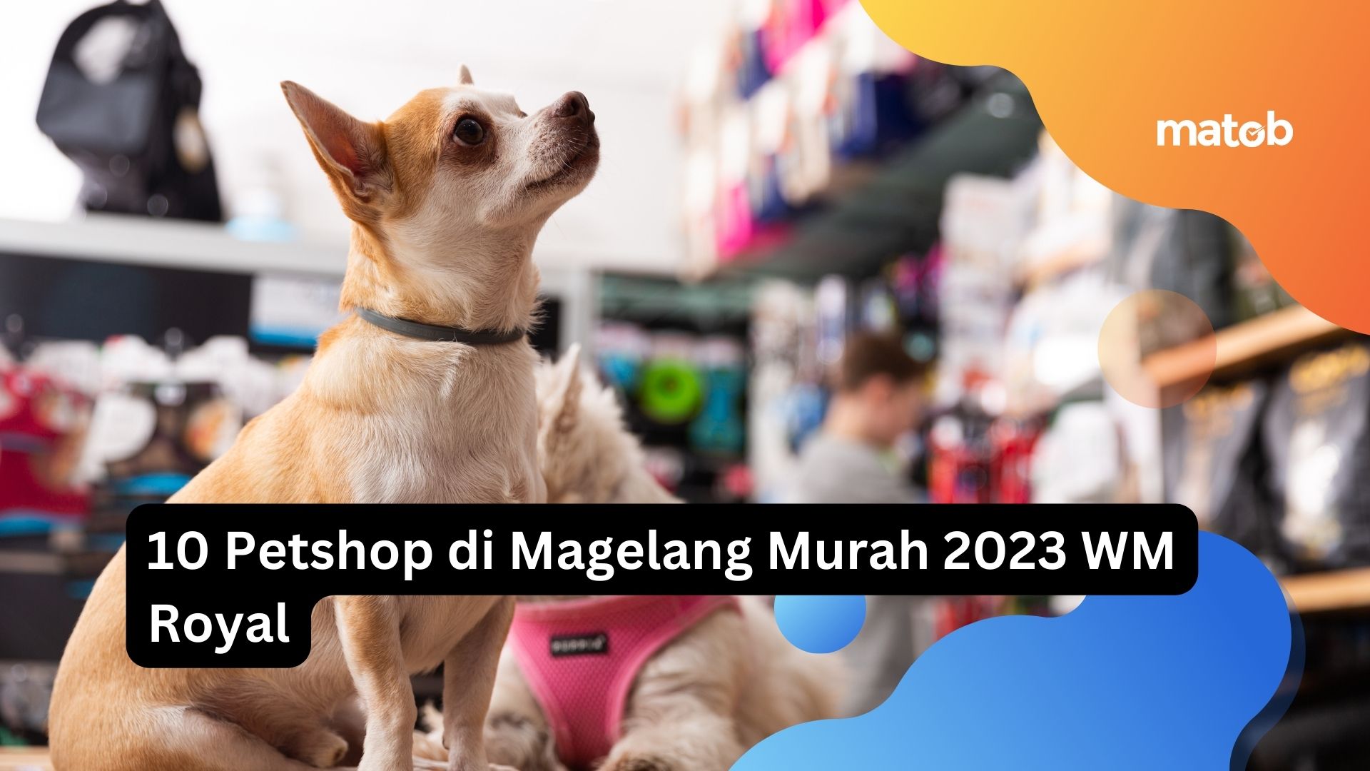 10 Petshop di Magelang Murah 2023 WM Royal