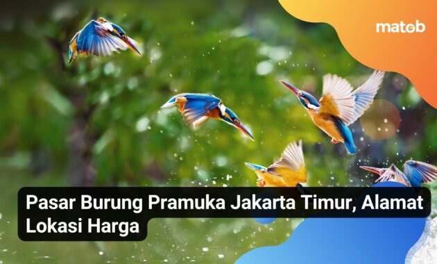 Pasar Burung Pramuka Jakarta Timur, Alamat Lokasi Harga