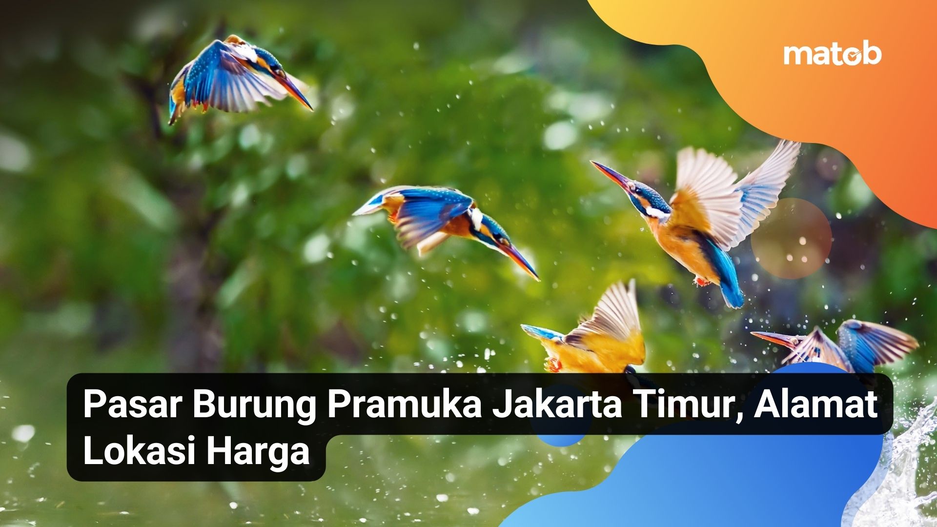 Pasar Burung Pramuka Jakarta Timur, Alamat Lokasi Harga