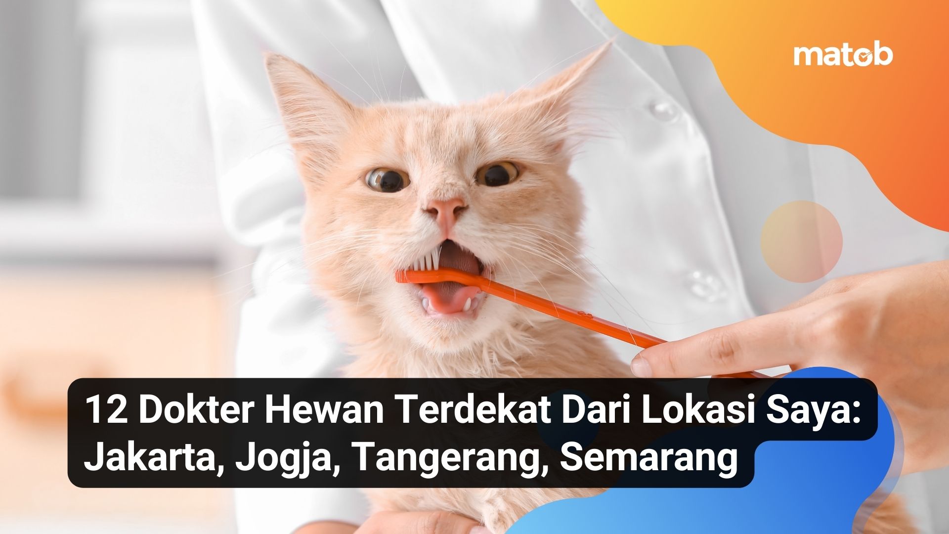 12 Dokter Hewan Terdekat Dari Lokasi Saya: Jakarta, Jogja, Tangerang, Semarang
