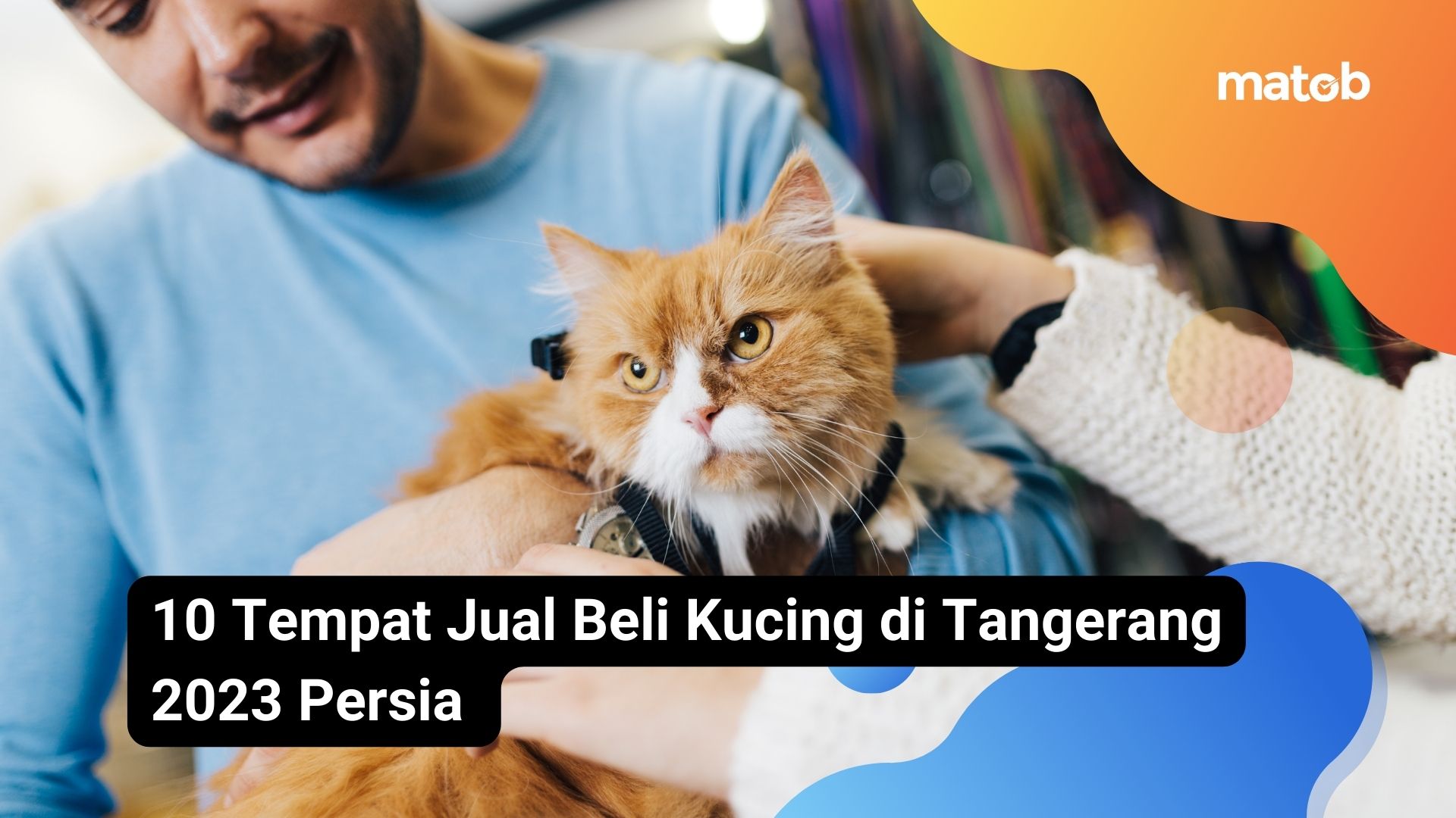 10 Tempat Jual Beli Kucing di Tangerang 2023 Persia