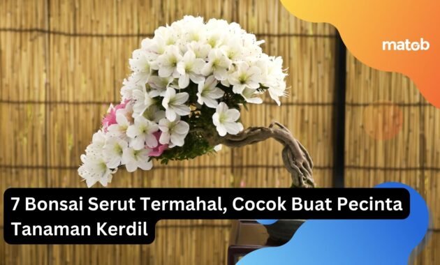 7 Bonsai Serut Termahal, Cocok Buat Pecinta Tanaman Kerdil