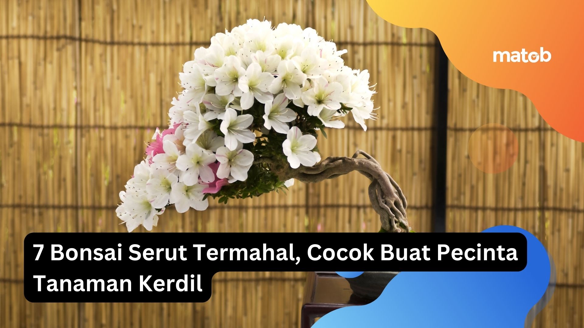 7 Bonsai Serut Termahal, Cocok Buat Pecinta Tanaman Kerdil