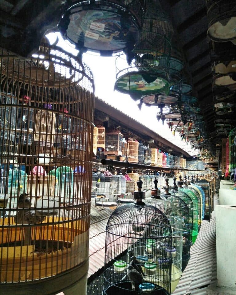 Pasar Burung Pramuka Jakarta Timur Alamat Lokasi Harga Tutup Jam