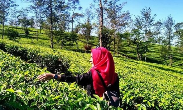 10 Gambar Kebun Teh Tambi Wonosobo, Biaya Tiket Masuk, Harga Penginapan Hotel Villa + Rute Menuju Lokasi 95 10 Gambar Kebun Teh Tambi Wonosobo, Biaya Tiket Masuk, Harga Penginapan Hotel Villa + Rute Menuju Lokasi