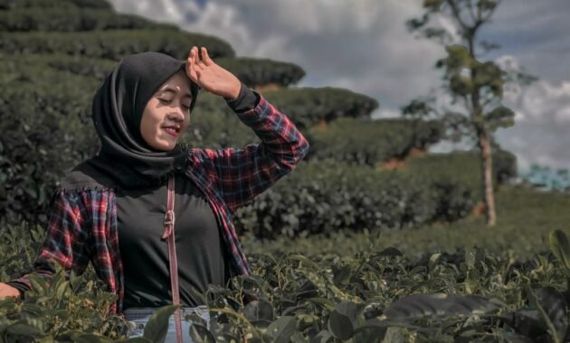 10 Foto Kebun Teh Nglinggo Kulon Progo, Harga Tiket Masuk Samigaluh Jogja 65 10 Foto Kebun Teh Nglinggo Kulon Progo, Harga Tiket Masuk Samigaluh Jogja