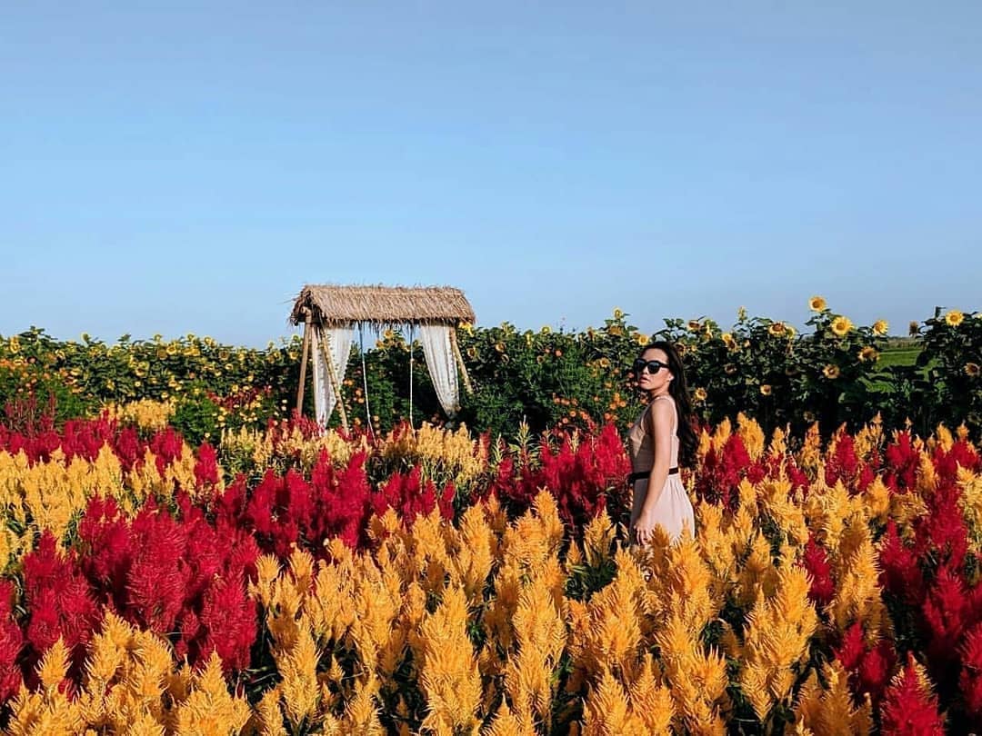 10 Gambar Resoinangun Garden Bantul Jogja, Harga Tiket Masuk Taman Bunga Daerah Istimewa Yogyakarta