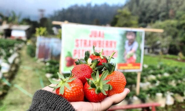Harga Tiket Masuk Taman Strawberry Sukabumi Kadudampit, Alamat Lokasi Wisata Stroberi