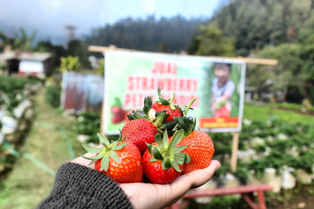 Harga Tiket Masuk Taman Strawberry Sukabumi Kadudampit, Alamat Lokasi Wisata Stroberi