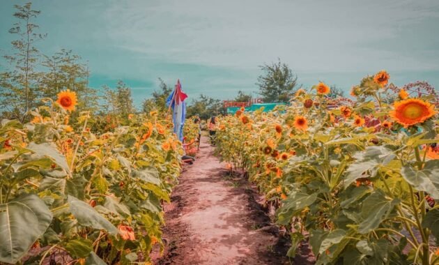 10 Spot Foto Taman Bunga Asri Bantul Yogyakarta, Harga Tiket Masuk