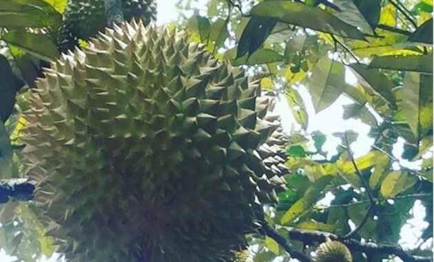 10 Gambar Kebun Durian dan Wisata Edukasi Watu Simbar Semarang, Lokasi Alamat + Jam Buka