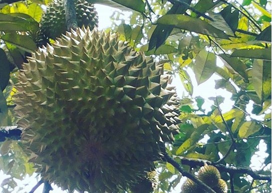 10 Gambar Kebun Durian dan Wisata Edukasi Watu Simbar Semarang, Lokasi Alamat + Jam Buka