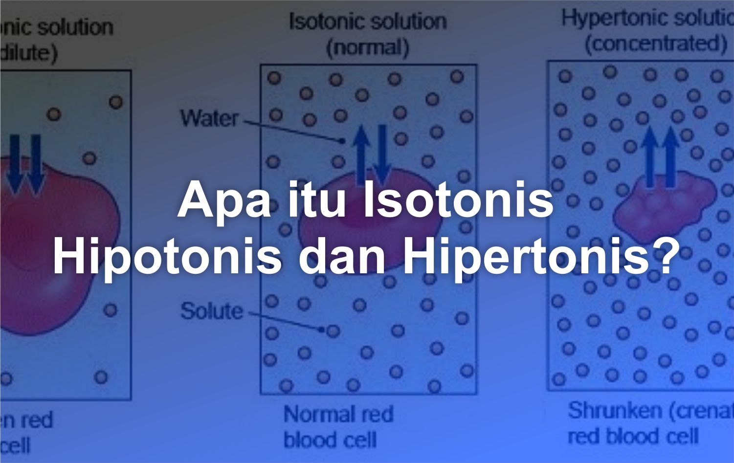 APA ITU ISOTONIS HIPOTONIS DAN HIPERTONIS