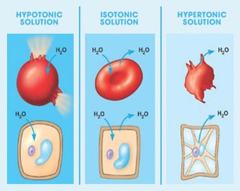 Perbedaan Antara Isotonis, Hipotonis, dan Hipertonis