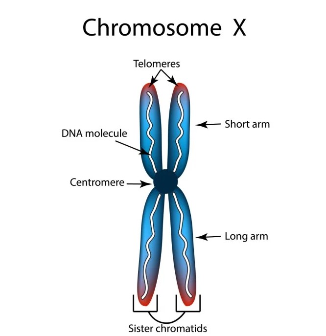 apa yang dimaksud Kromosom
