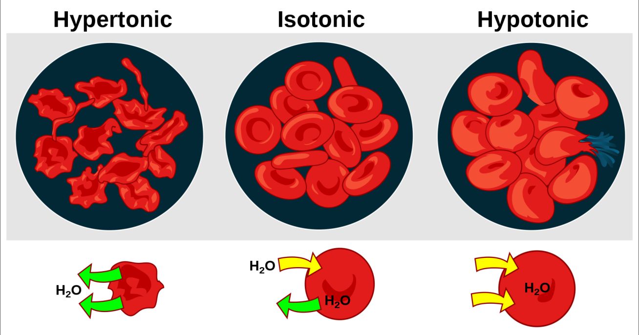 apa itu isotonis