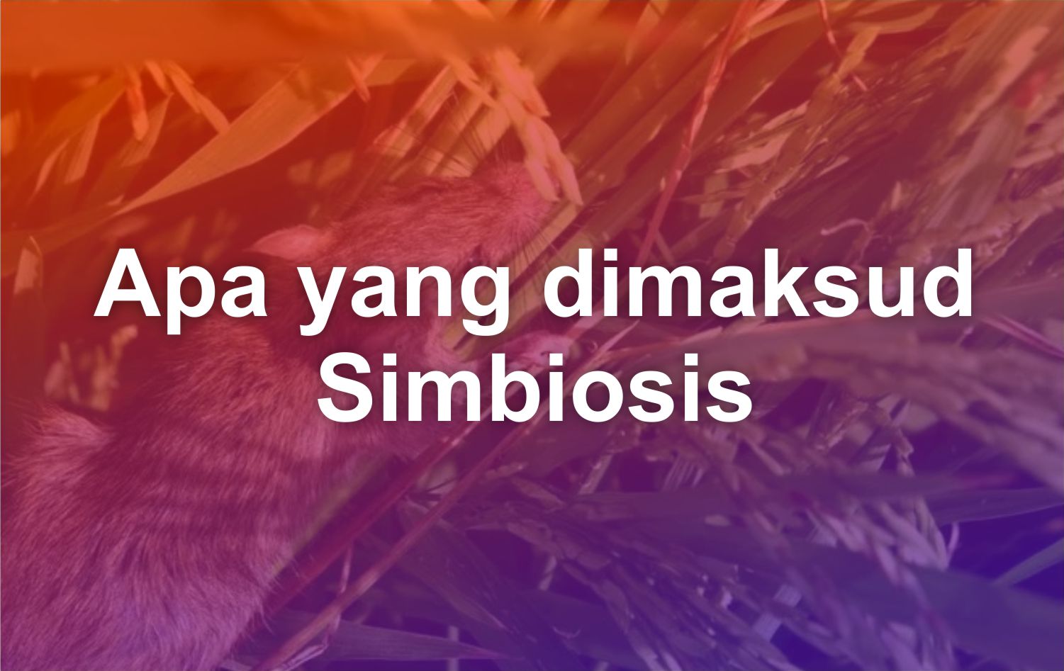 apa yang dimaksud dengan simbiosis
