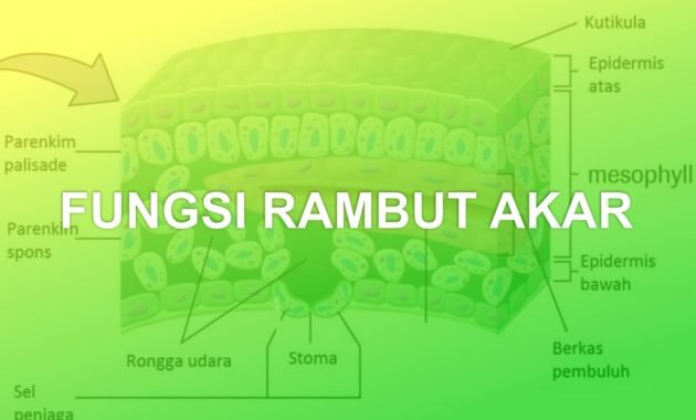 Fungsi Rambut Akar 3 fungsi rambut akar