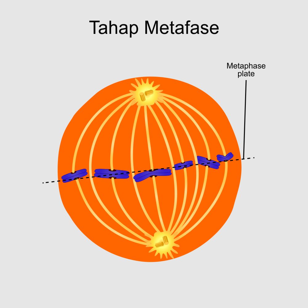 tahap metafase
