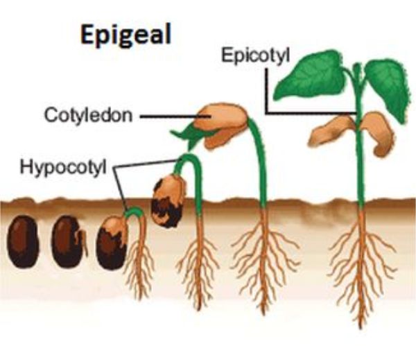 Tipe Perkecambahan Pada Tumbuhan Epigeal