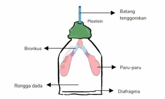 Menjelajahi 5 Cara Kerja Paru-Paru Dalam Proses Penting Pertukaran Udara 19 Cara Kerja Paru-Paru
