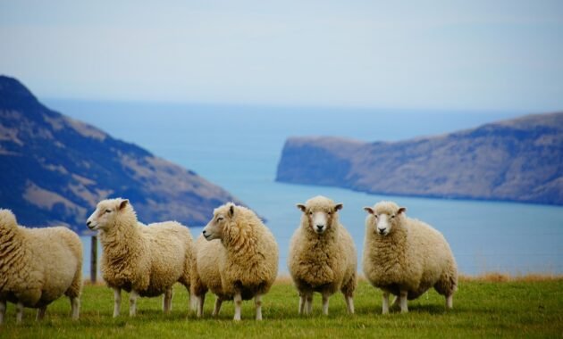 Mengenal Cara Kerja di New Zealand: Informasi dan Tips untuk Pekerja Asing 7 Mengenal Cara Kerja di New Zealand
