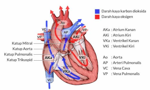Exploring the Mechanics of the Heart: Understanding the Two Methods of Heart Functioning 4 human heart