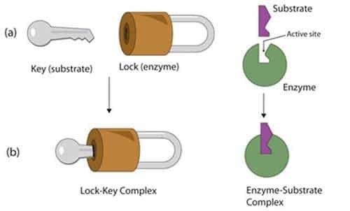 Cara Kerja Enzim Lock and Key