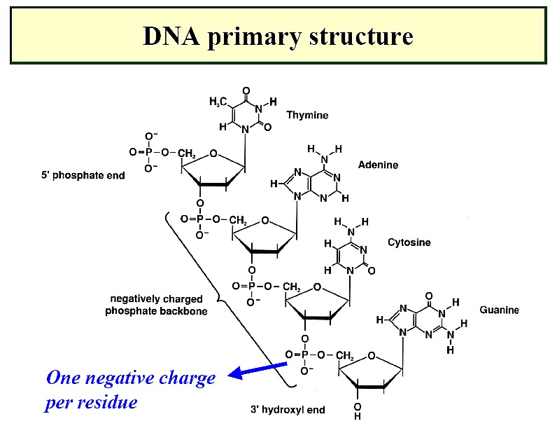 DNA Primary structure