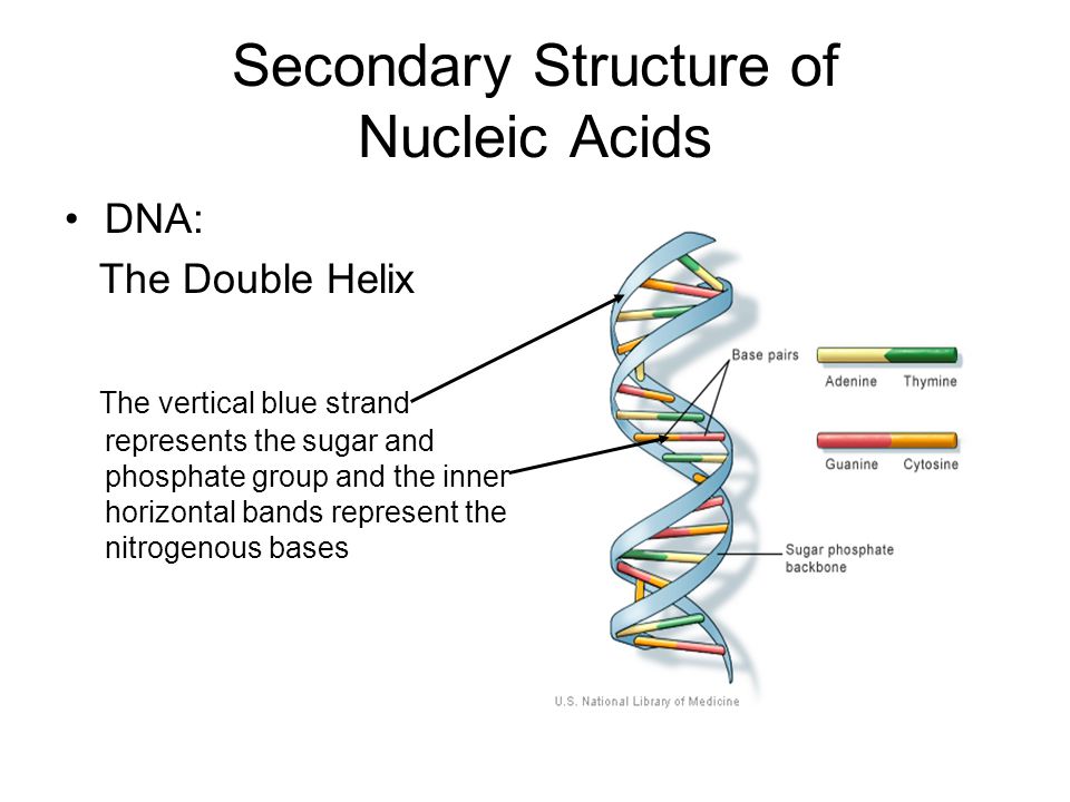 Secondary Structure of Nucleic Acids