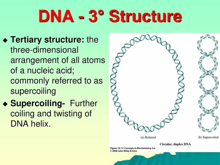 Structure And Function Of Nucleic Acid - Matob