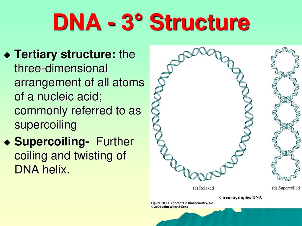 TERTIARY-STRUCTURE-OF-DNA