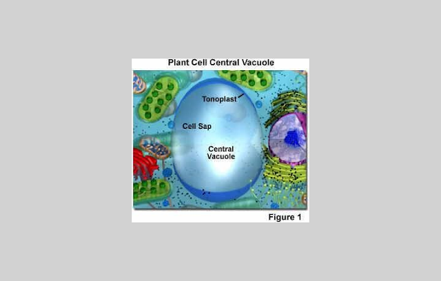 Vacuoles