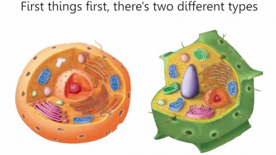 What is Organelle