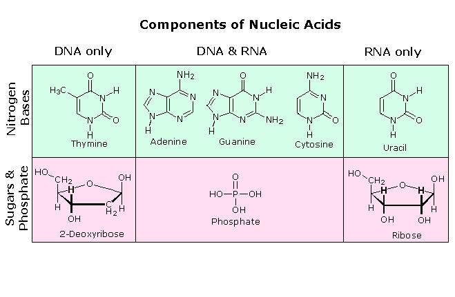 component od nucleic acid